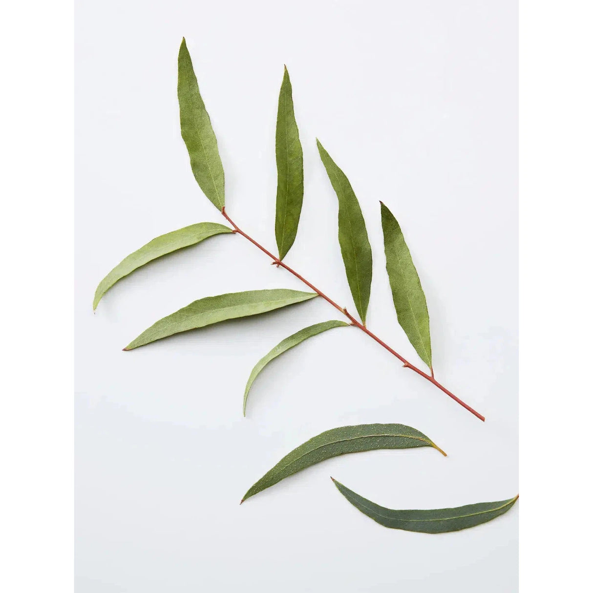 Chamomile + Pine 3-in-1